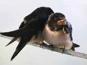 Hirondelle rustique