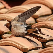 Hirondelle rustique