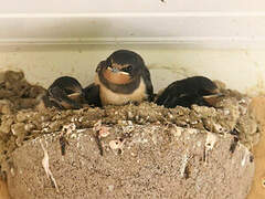 Barn Swallow