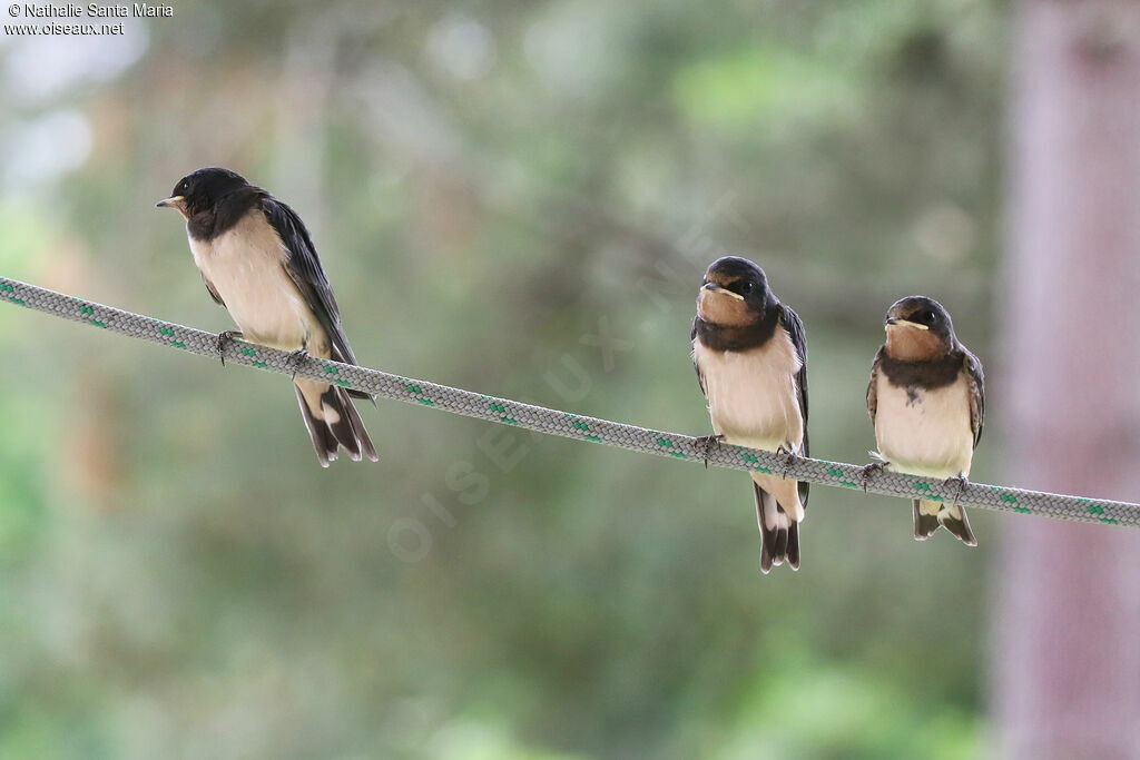 Hirondelle rustiquejuvénile, identification, Comportement