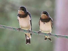 Barn Swallow