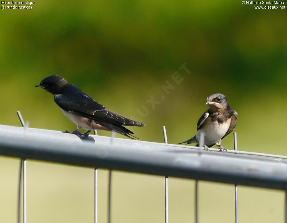 Hirondelle rustiquejuvénile, identification