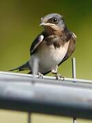 Barn Swallow