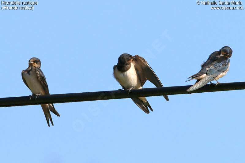 Barn Swallowjuvenile, identification, care