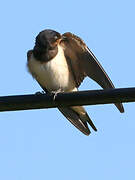 Barn Swallow