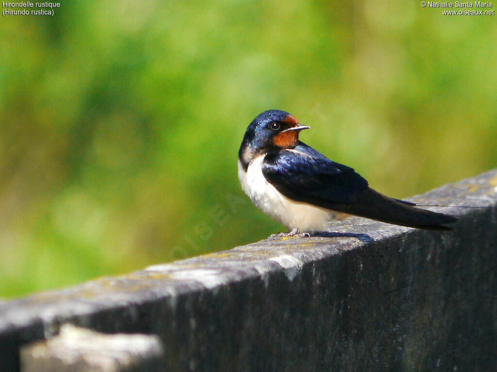 Hirondelle rustiqueadulte, identification, Comportement