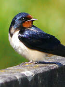 Barn Swallow