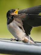 Barn Swallow