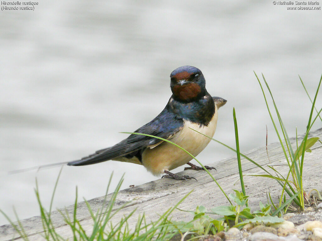 Hirondelle rustiqueadulte, identification, Comportement