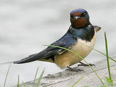 Barn Swallow