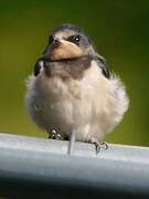 Barn Swallow