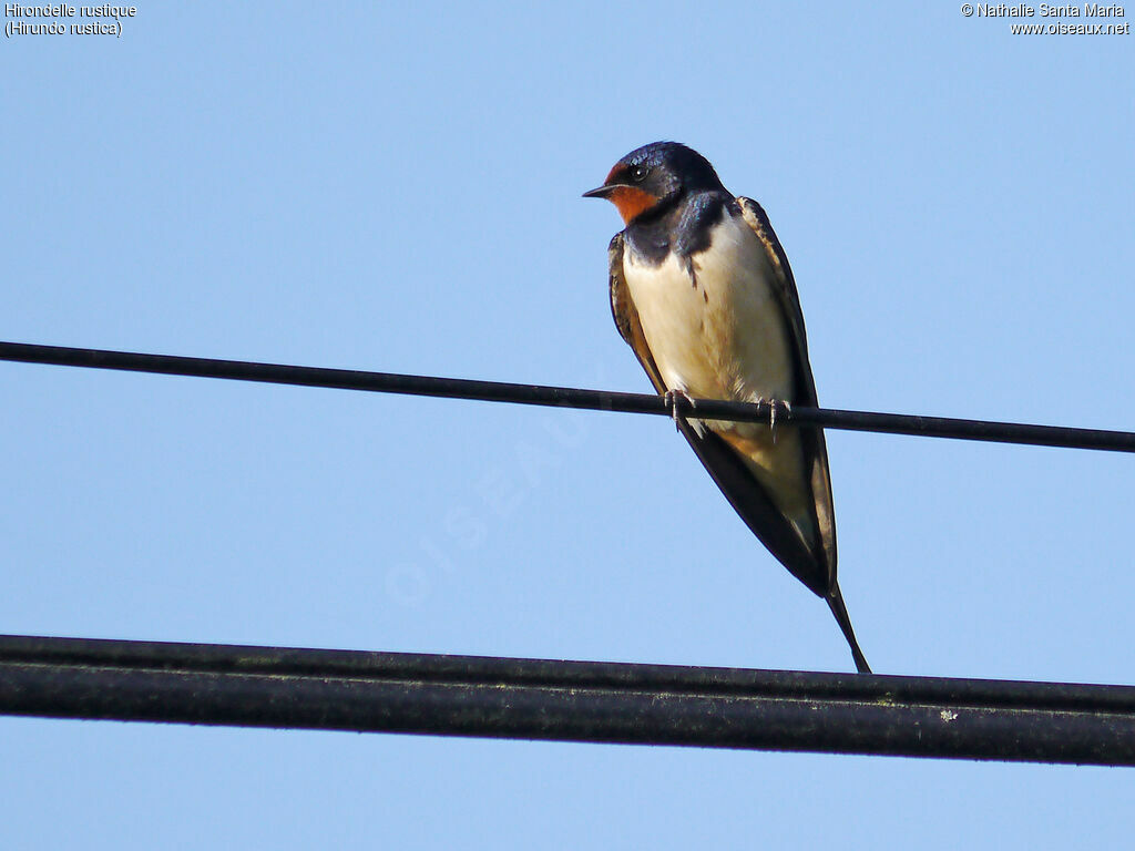 Barn Swallowadult, identification, Behaviour