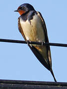 Barn Swallow