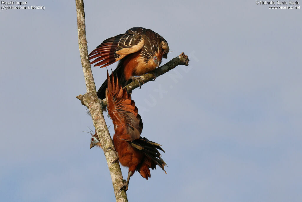 Hoazin huppéadulte, identification