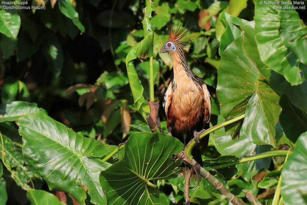 Hoazin huppéadulte, identification