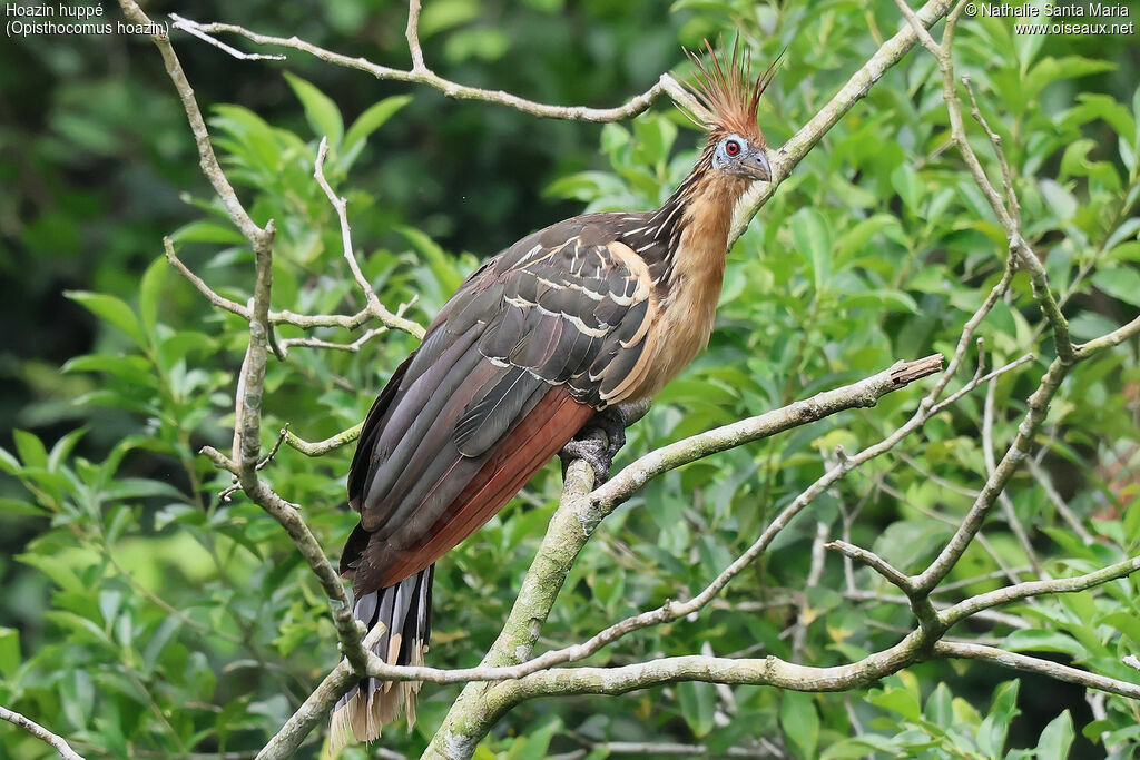 Hoazin huppéadulte, identification, composition