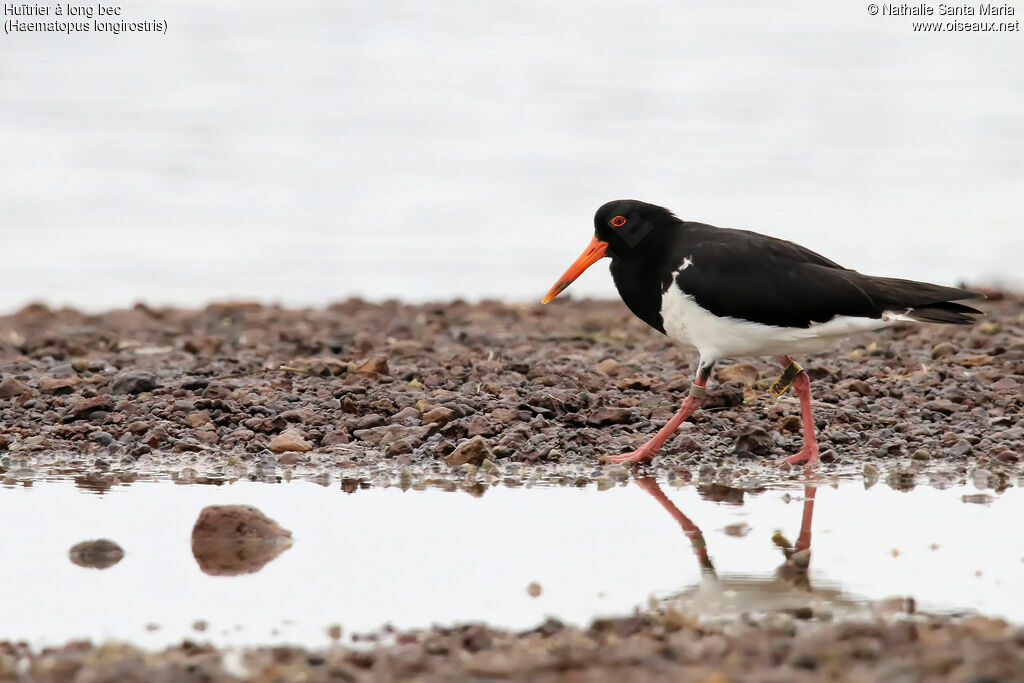 Pied Oystercatcheradult, identification, walking