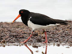 Pied Oystercatcher