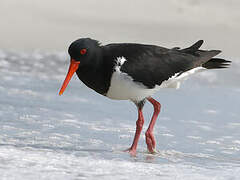 Pied Oystercatcher