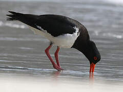 Pied Oystercatcher