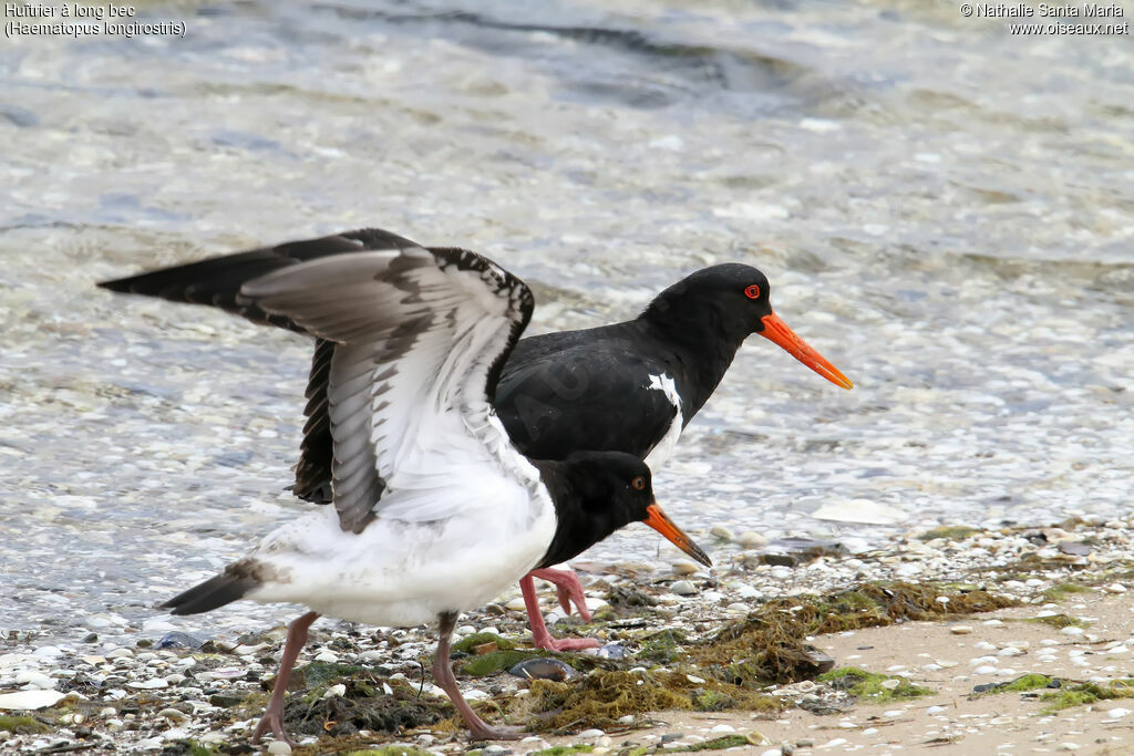 Pied Oystercatcher, habitat, walking