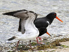 Pied Oystercatcher