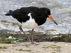 Pied Oystercatcher