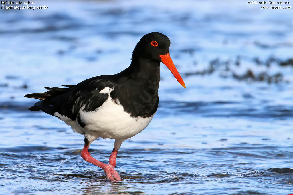 Pied Oystercatcheradult, identification, walking