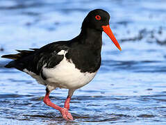 Pied Oystercatcher