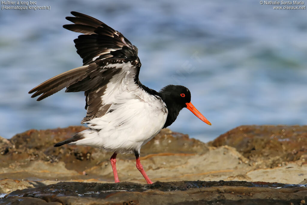 Pied Oystercatcheradult, identification, walking