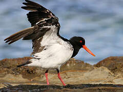 Pied Oystercatcher