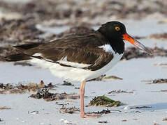 American Oystercatcher