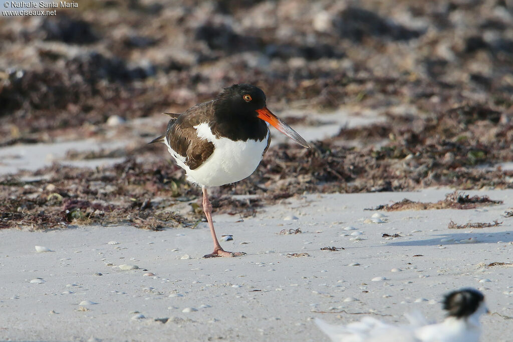 Huîtrier d'Amériqueadulte, identification