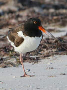 American Oystercatcher