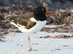 American Oystercatcher