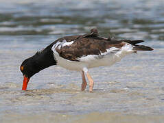 American Oystercatcher