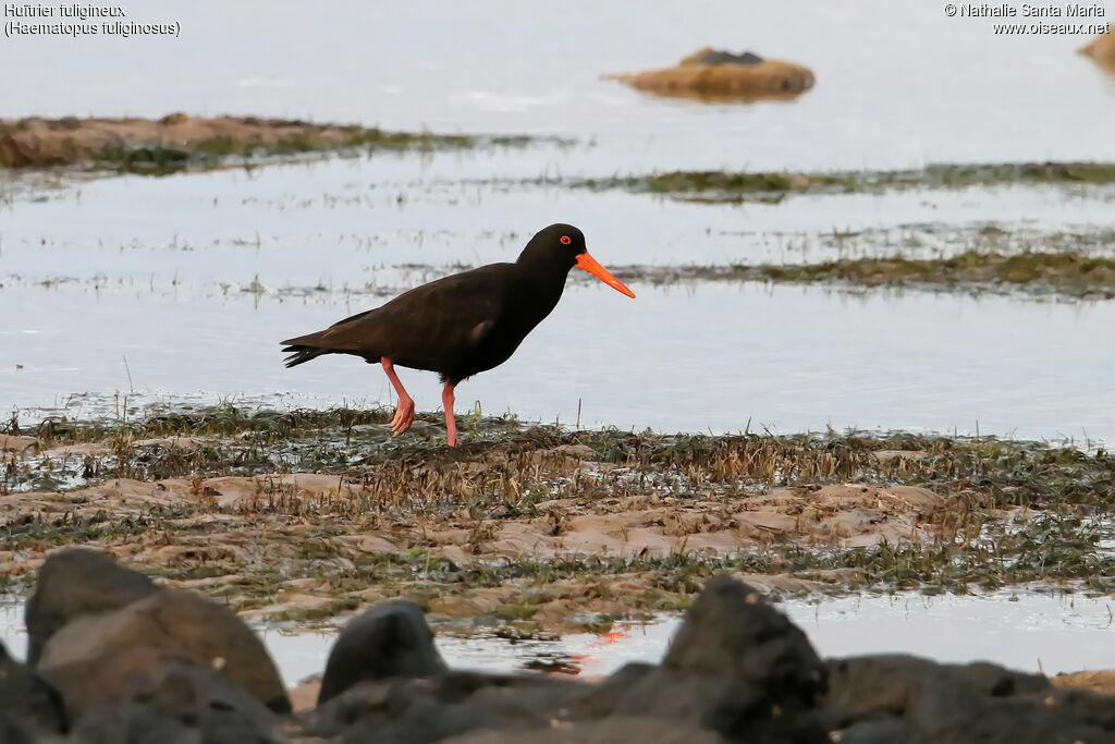 Sooty Oystercatcheradult, habitat, walking