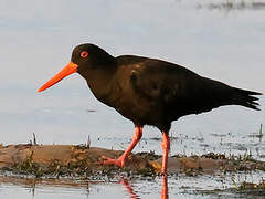 Sooty Oystercatcher