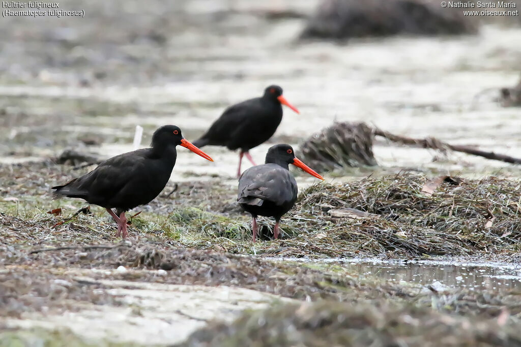 Huîtrier fuligineuxadulte, identification, pêche/chasse