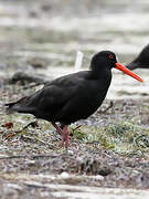 Sooty Oystercatcher