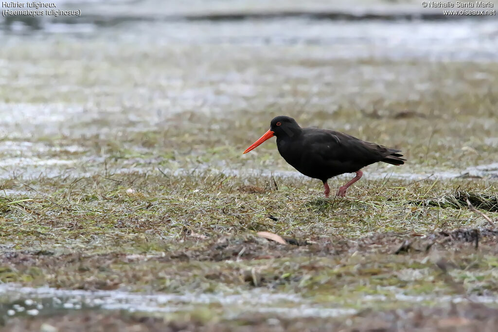 Sooty Oystercatcheradult, identification, walking