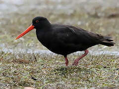 Sooty Oystercatcher