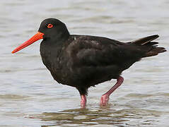 Sooty Oystercatcher