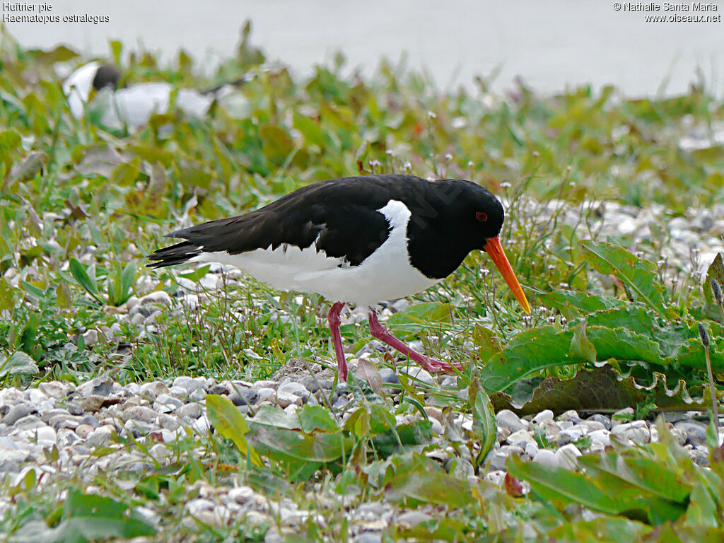 Eurasian Oystercatcheradult breeding, Behaviour