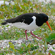 Eurasian Oystercatcher