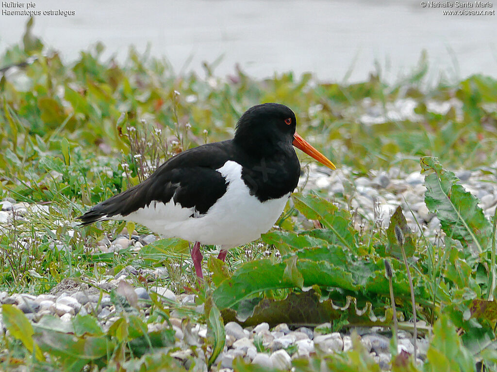 Eurasian Oystercatcheradult breeding