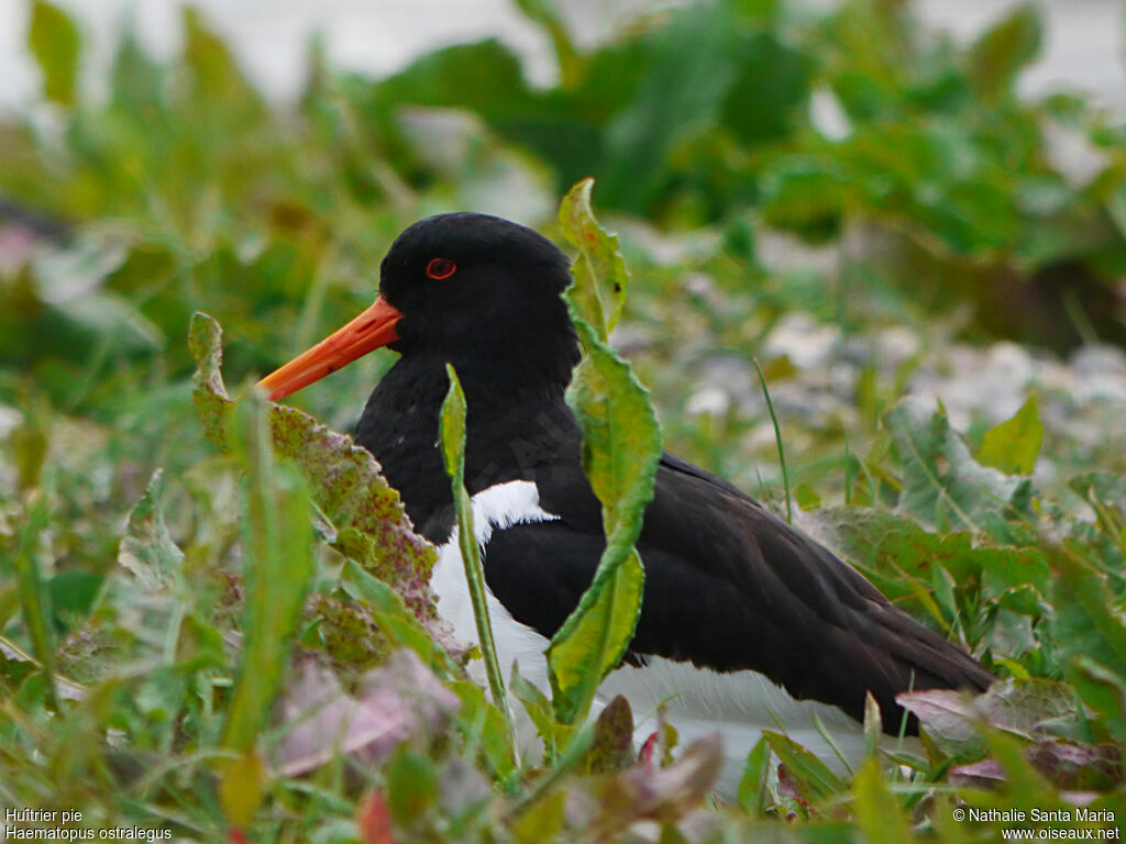 Eurasian Oystercatcheradult breeding