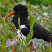 Eurasian Oystercatcher