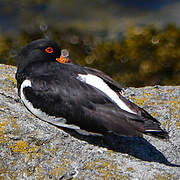 Eurasian Oystercatcher