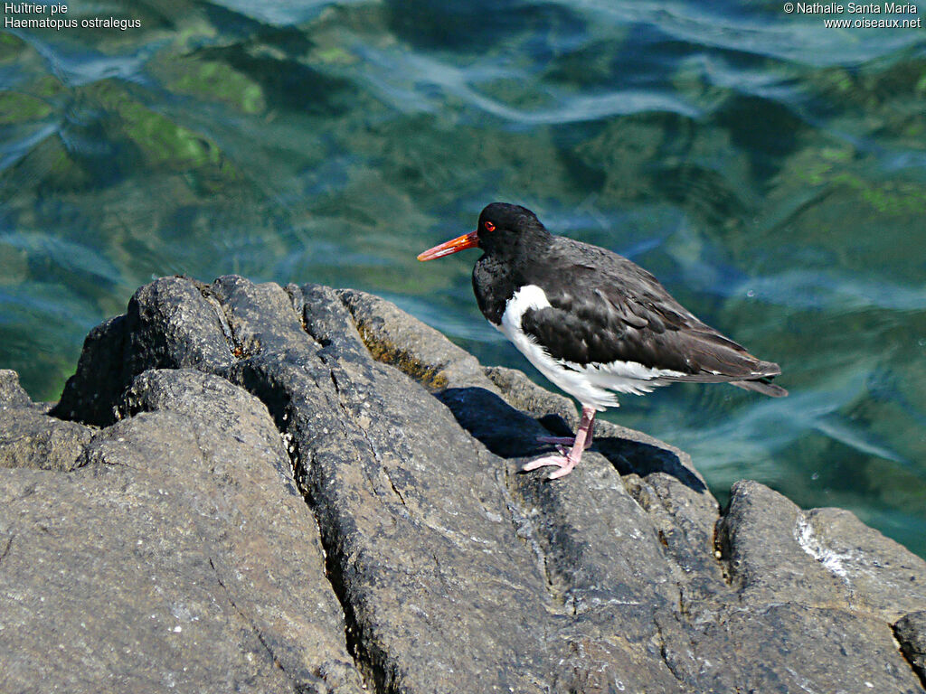 Eurasian Oystercatcheradult breeding